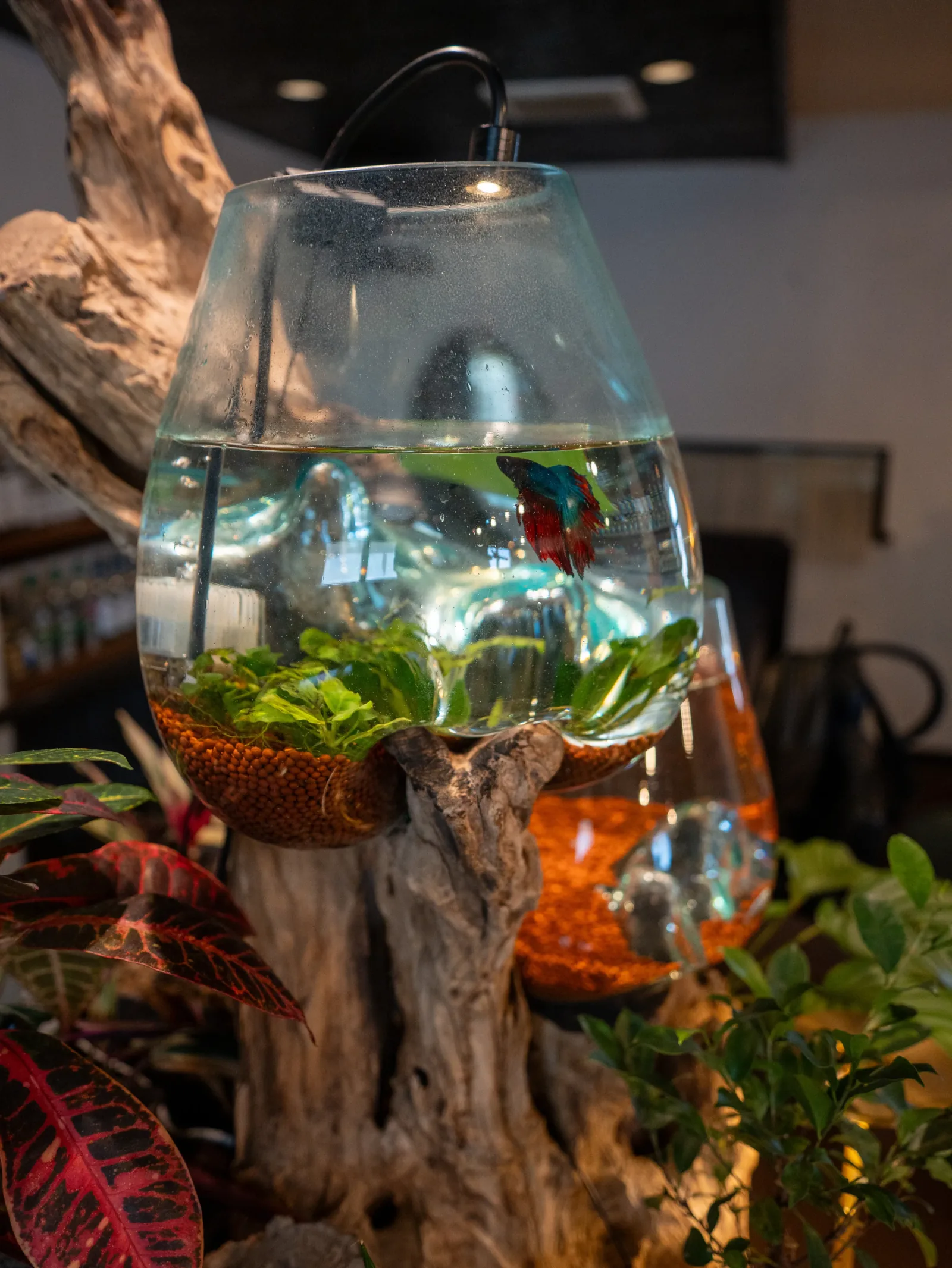植物に囲まれたグラス型の水槽