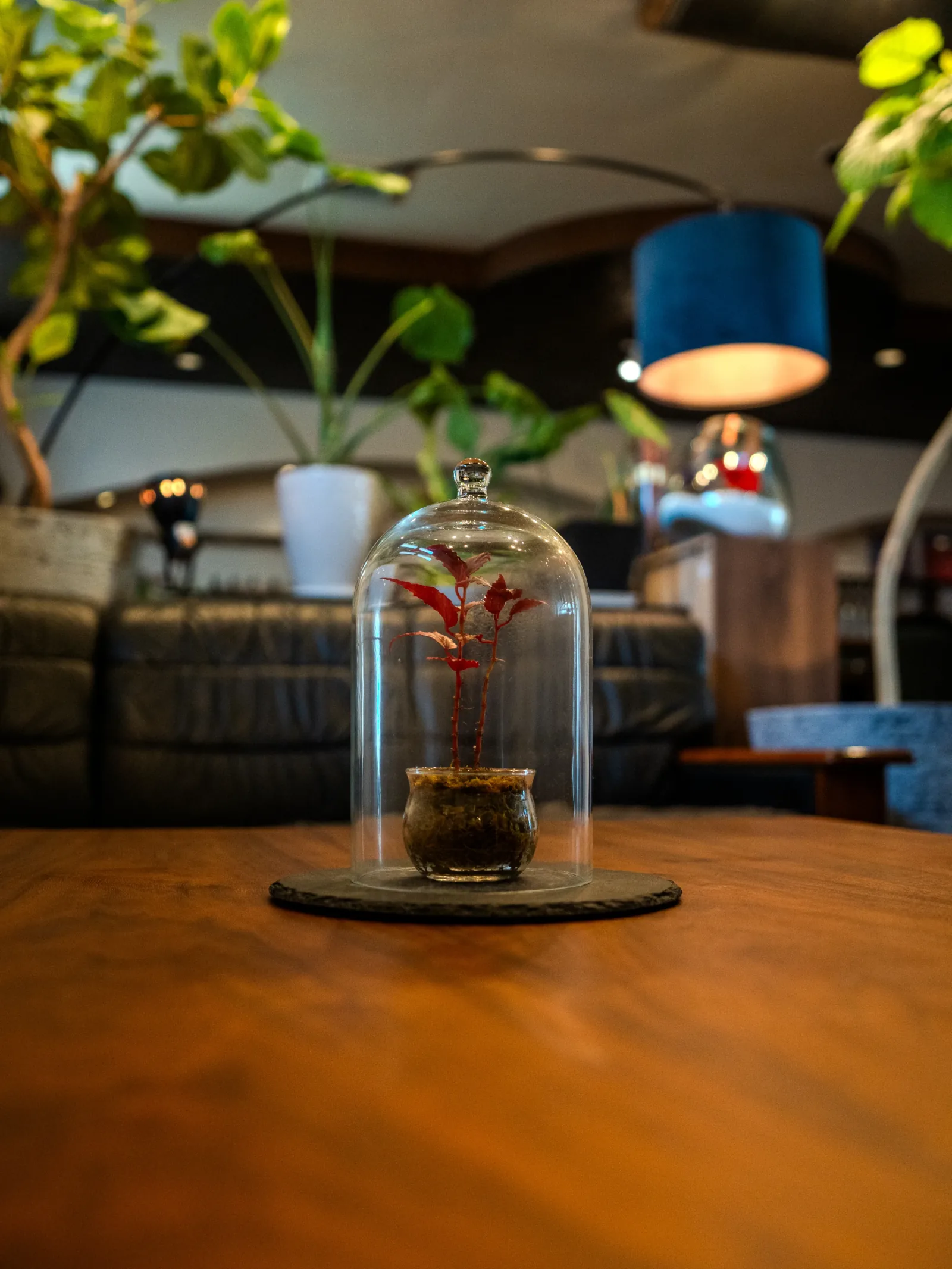 テーブルに飾られた小さな観葉植物